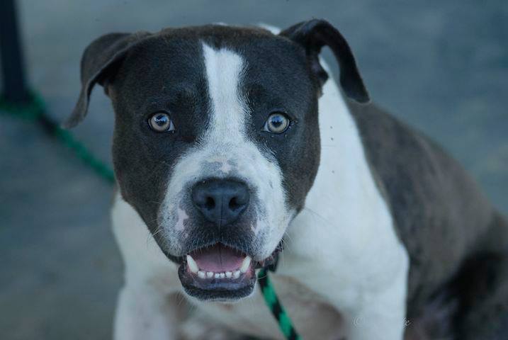 Meet Boomer, who was adopted earlier this month with the help of F.O.T.A.S.