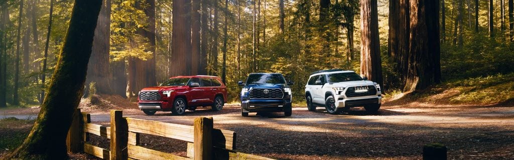 Three Toyota Sequoia SUVs parked among towering redwood trees.