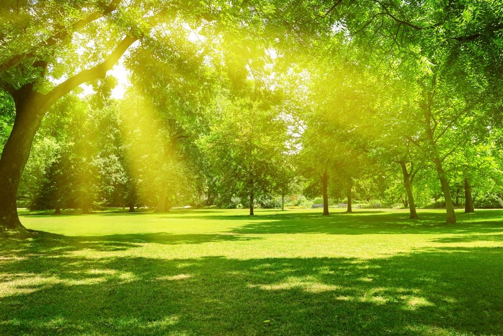 A sunny lit park.