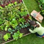 community garden