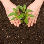 Planting-a-Tree-Westchester-Tree-Life