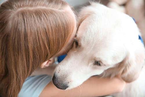 service dog