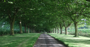 Shade in Park