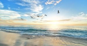 Birds above a beach | Priority Toyota Chesapeake
