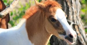Pony Outside