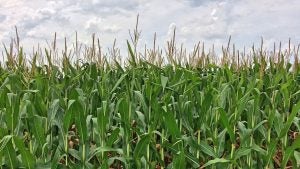 Corn Mazes in Chesapeake, VA