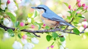 Where to Watch Birds in Chesapeake, VA