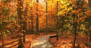 Fall foliage | Priority Toyota Chesapeake in Chesapeake, VA