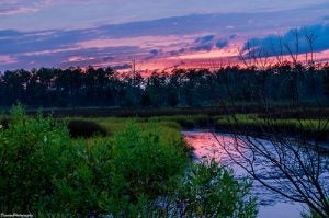 Great Dismal Swamp Virginia
