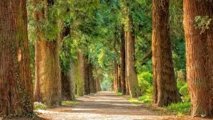 Nature Trails in Chesapeake, VA