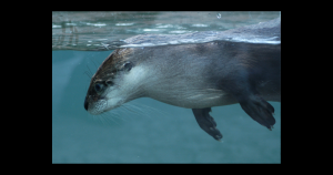 River Otter | Priority Toyota Chesapeake in Chesapeake, VA