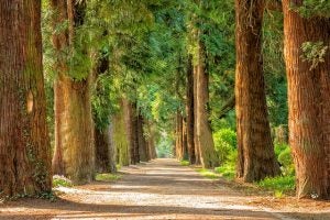 Nature in Kingsport, TN - Toyota of Kingsport