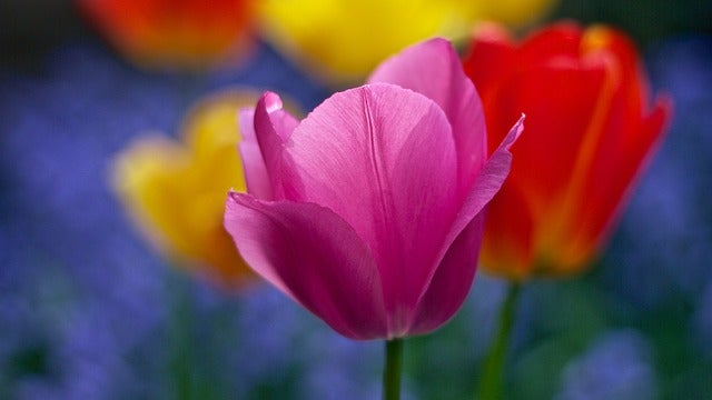 Fun Spring Activities in Driving Distance of Kingsport, TN - Toyota of Kingsport