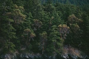 National Forests in Kingsport, TN - Toyota of Kingsport