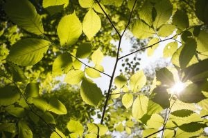 Summer Parks in Kingsport, TN - Toyota of Kingsport 