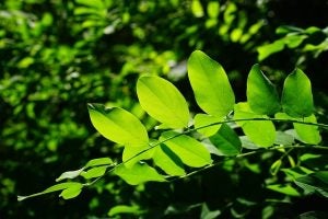 Nature Parks in Kingsport, TN - Toyota of Kingsport