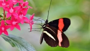 Botanical Gardens around Kingsport, TN