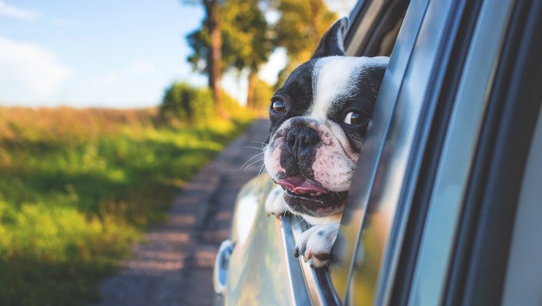 Dog in car