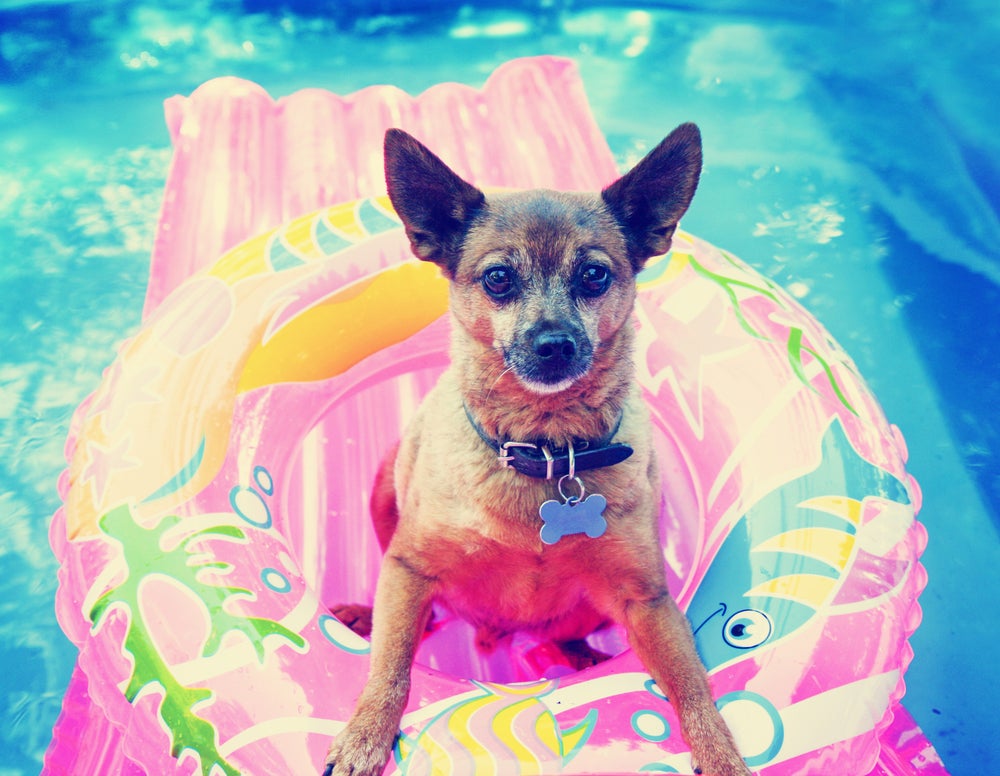 keep your pets cool