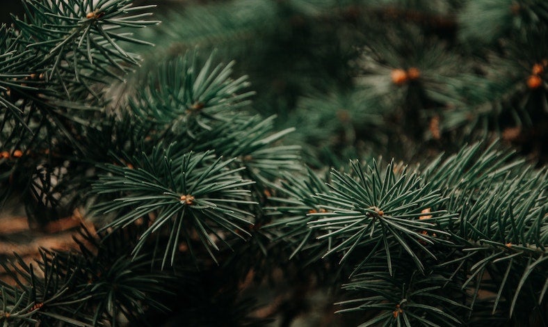 Christmas Tree Needles