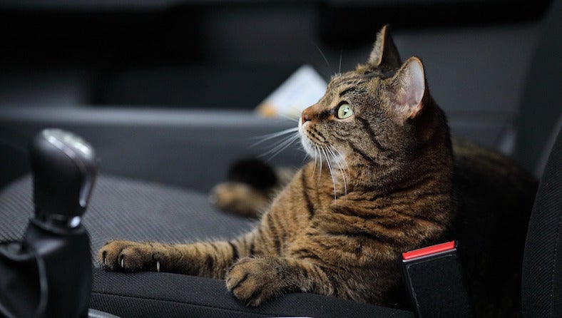 Cat in car Cat in car