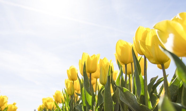 Spring Flowers
