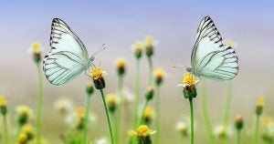Two light blue and black beautiful butterflies on yellow flowers in a garden | Gunther Kia
