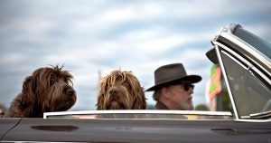 Old person driving with dogs in the car | Gunther Kia