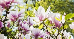 Flower Garden
