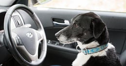 pet safety Houston, TX