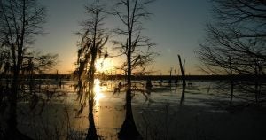 bayou at sunset