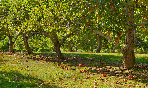 Apple Orchards in Brewster, NY