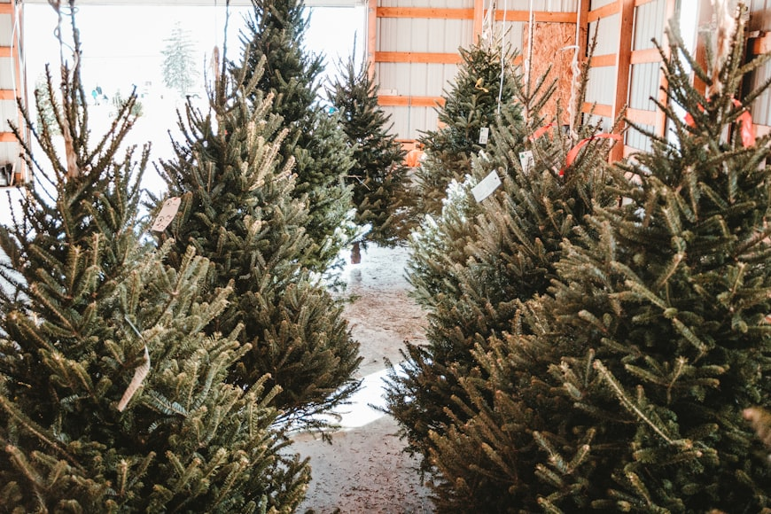 Brewster, NY Christmas Tree Farms