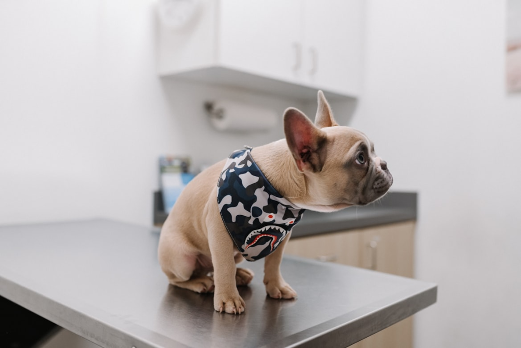 French Bulldog sitting on a vet table with a bandana