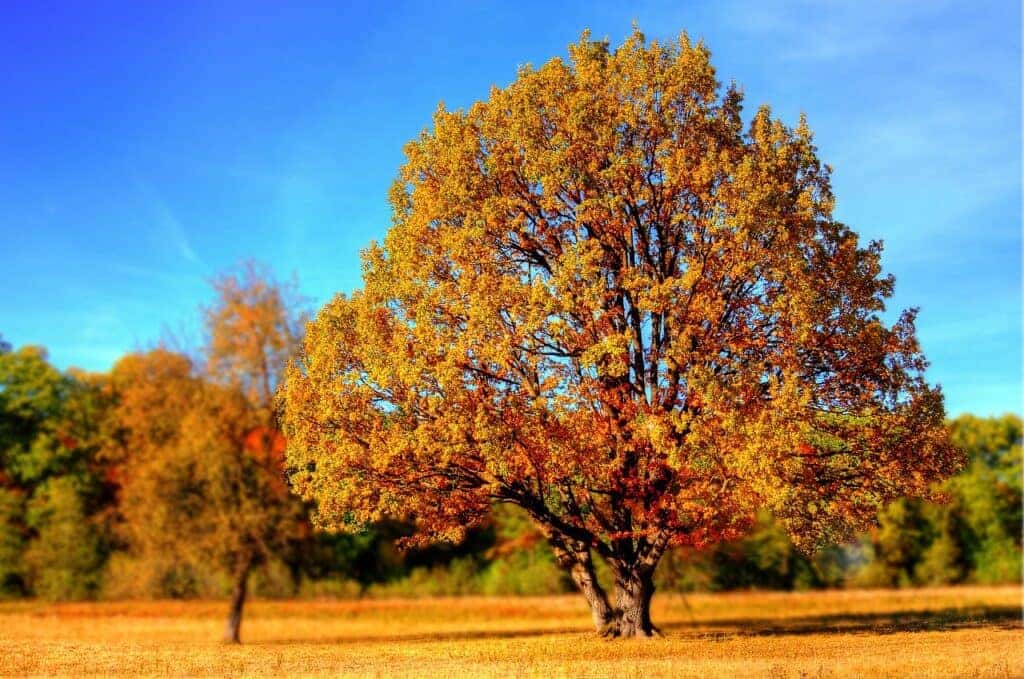 Fall in Westchester County, NY