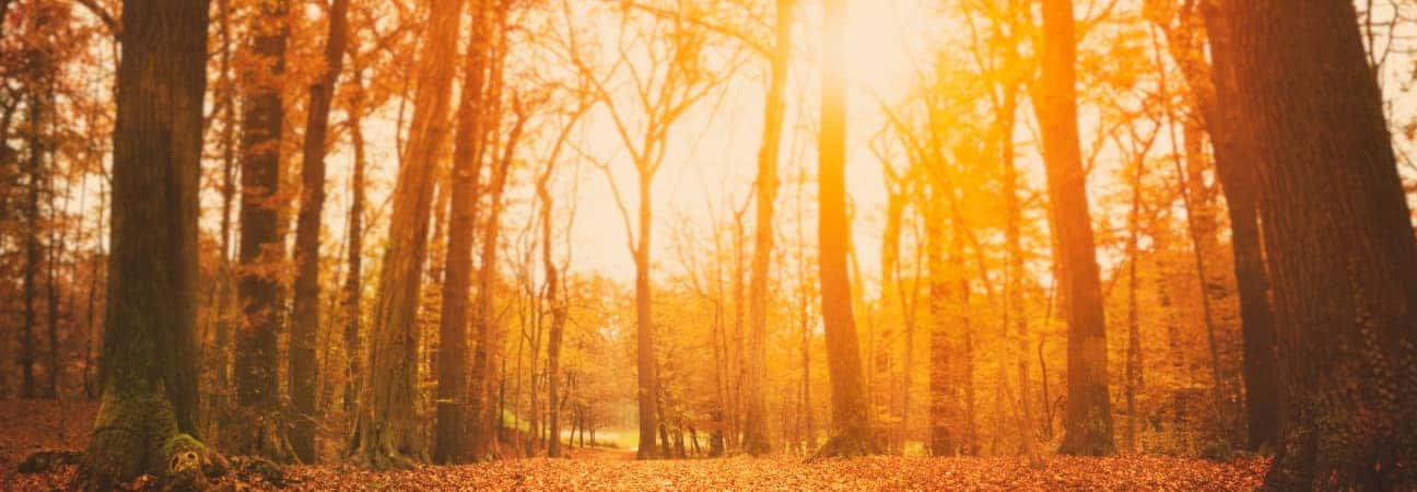 Fall forest at sunset.