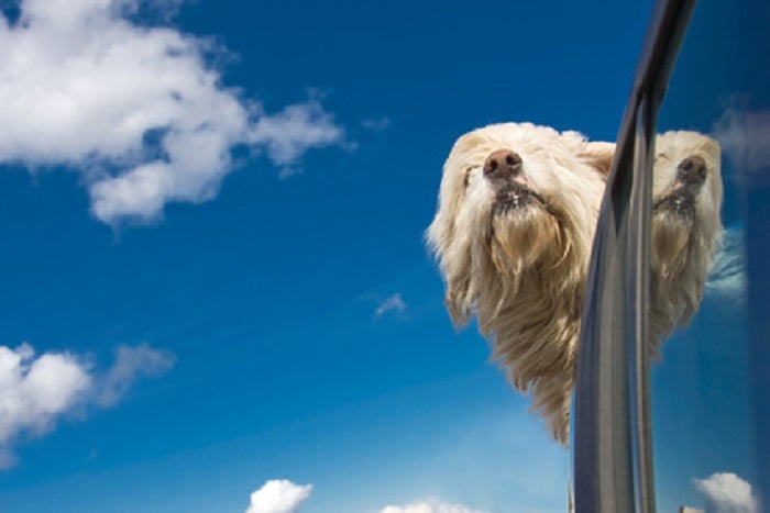 Happy pup on car ride