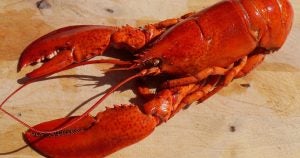 Lobster | Fox Acura of El Paso in El Paso, TX