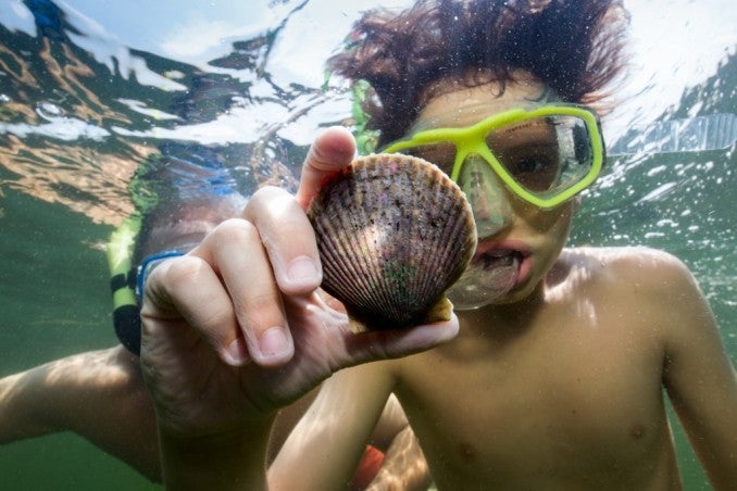 Dive-for-Scallops