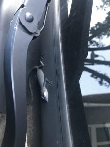 Gecko on Jeep