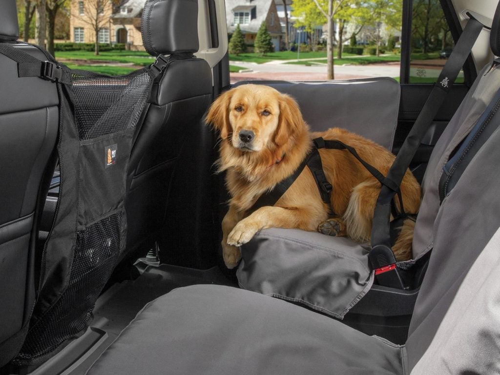 Safety harness attached to you dog for their own seat belt