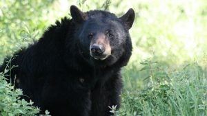 Wildlife in Fort Smith, AR | Rath Auto Resources