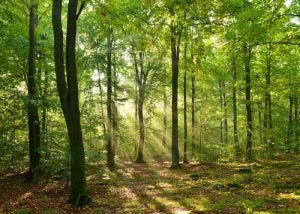 Autumn dawn in magic forest