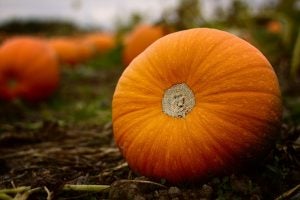 Orange pumpkin in a pumpkin patch.