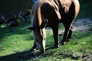 brown horse