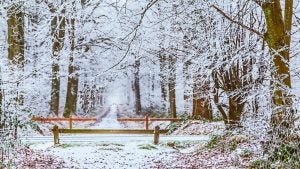 Winter scene with a bench and trees covered in snow.