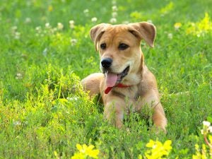 Parks to Bring Your Dogs to in Frederick