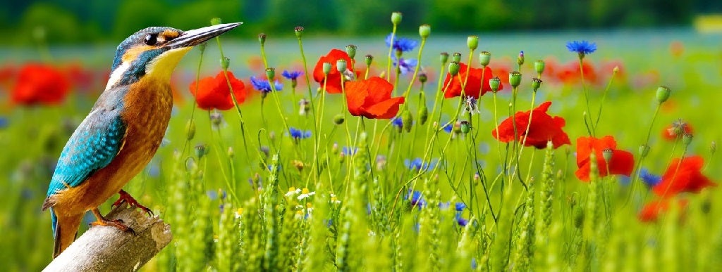 nature-environmental-grass-bird(Copy)