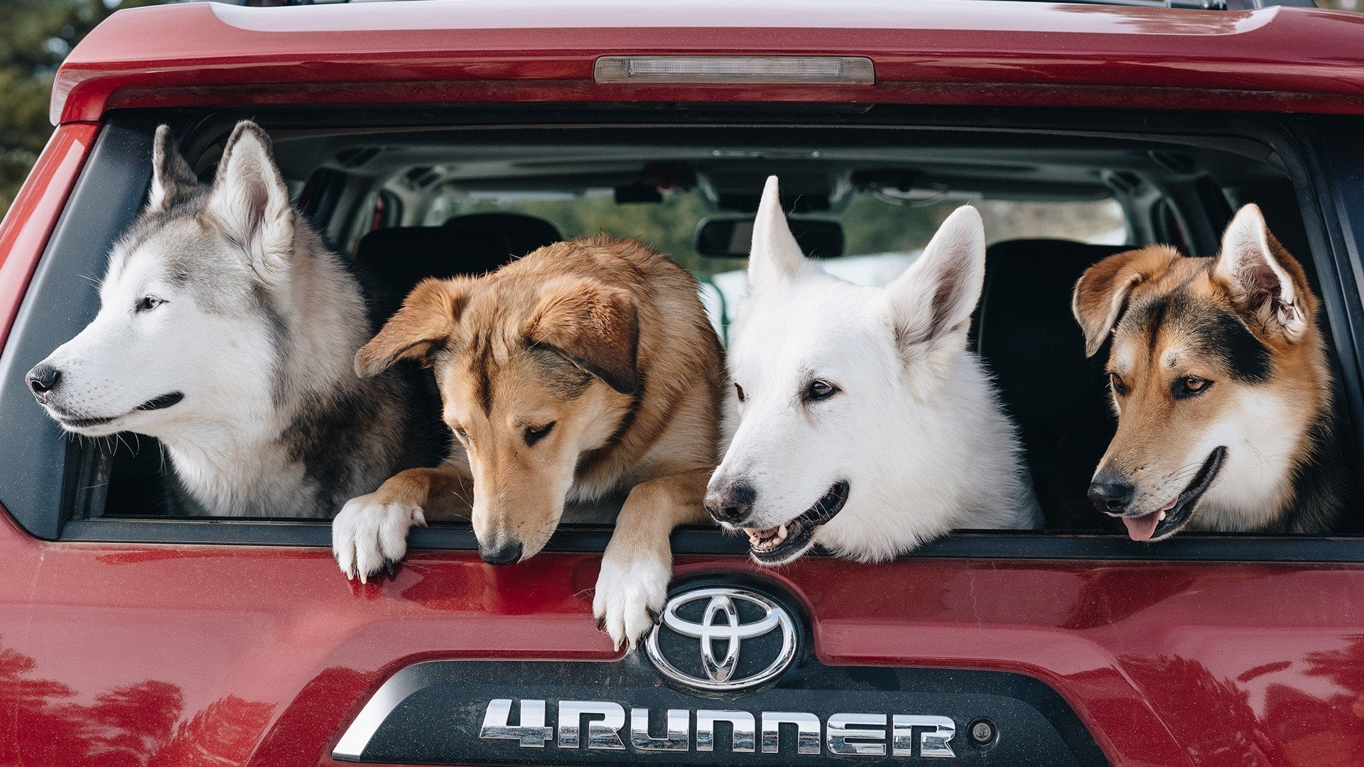 pups4runer