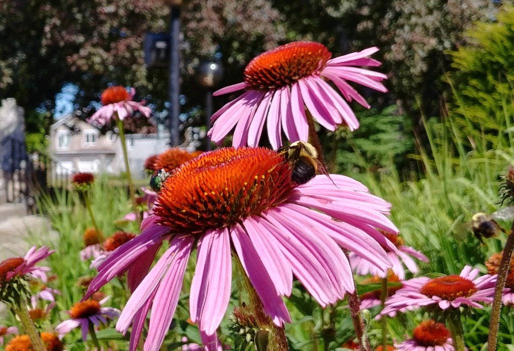 wild flowers